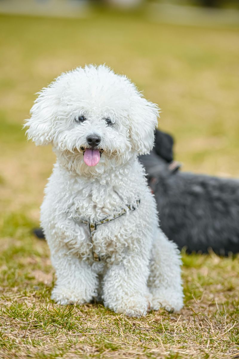 Poodle