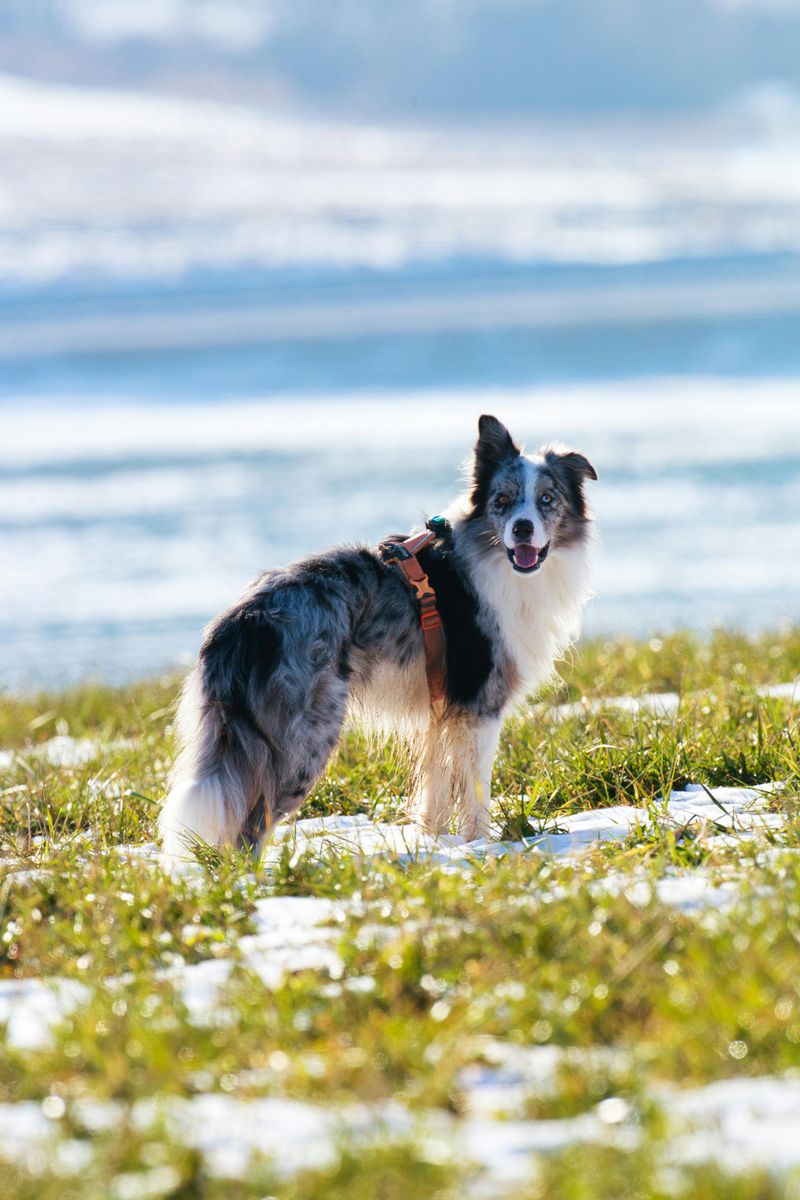 Border Collie