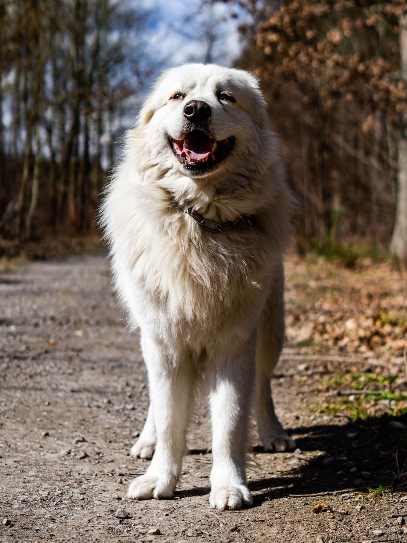 These dog breeds often become exceptional learners once owners stop rushing the process 4 Great Pyrenees