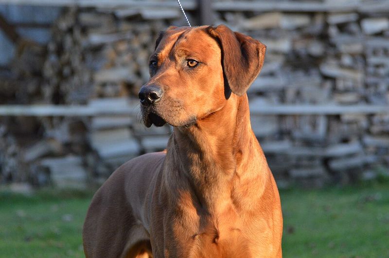That dog doing absolutely nothing in the corner? It may be watching everything 9 Rhodesian Ridgeback