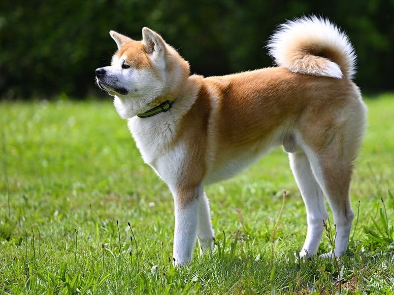 Think twice - experts rank these 10 breeds as the hardest to care for 5 Akita