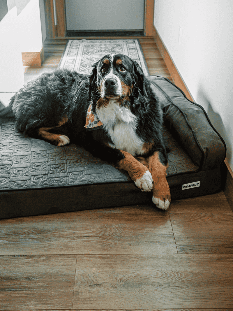 Bernese Mountain Dog