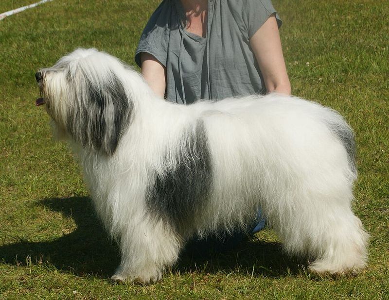 Looking for the Perfect Dog? Here Are 17 Breeds That Instantly Win Hearts 14 Polish Lowland Sheepdog