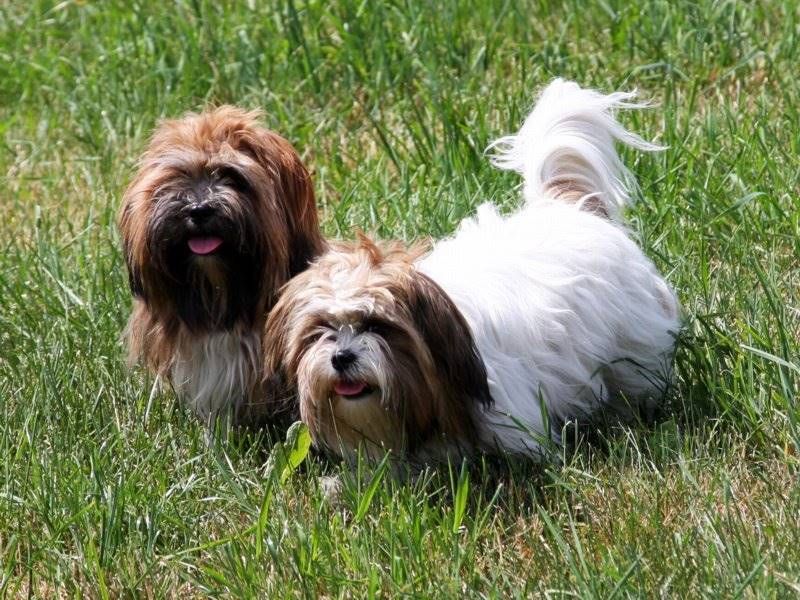 Some dogs prefer a little personal space - That doesn't mean they aren't attached 10 Lhasa Apso