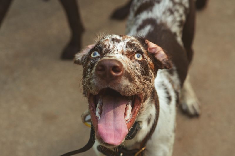 12 Popular Dog Breeds That Many Owners End Up Regretting Choosing 13 Catahoula Leopard Dog
