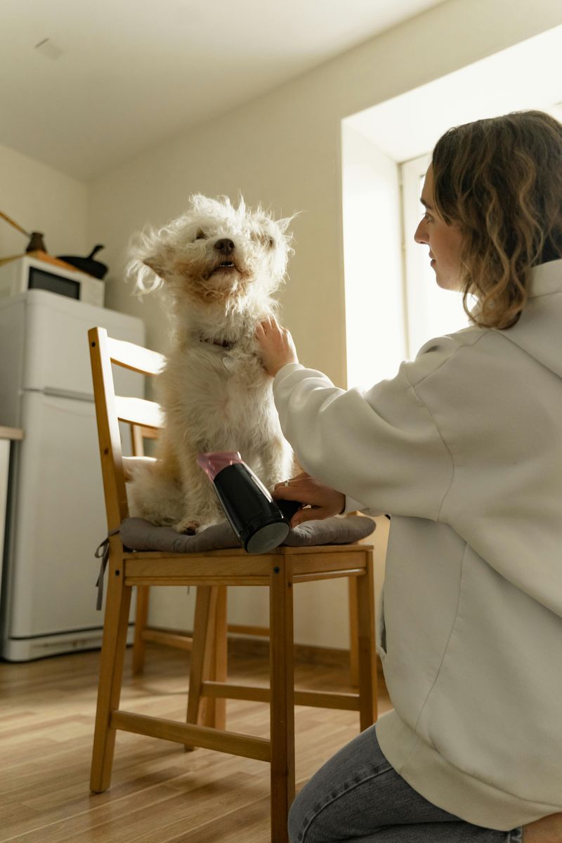7 Everyday Sounds That Make Dogs Anxious and How You Can Help Them Feel Safe 5 Hair Dryers