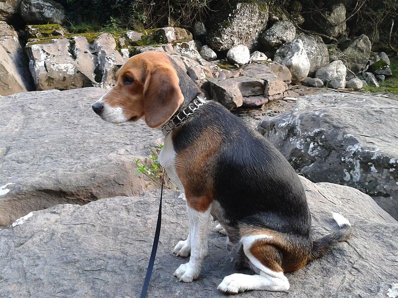 Beagle