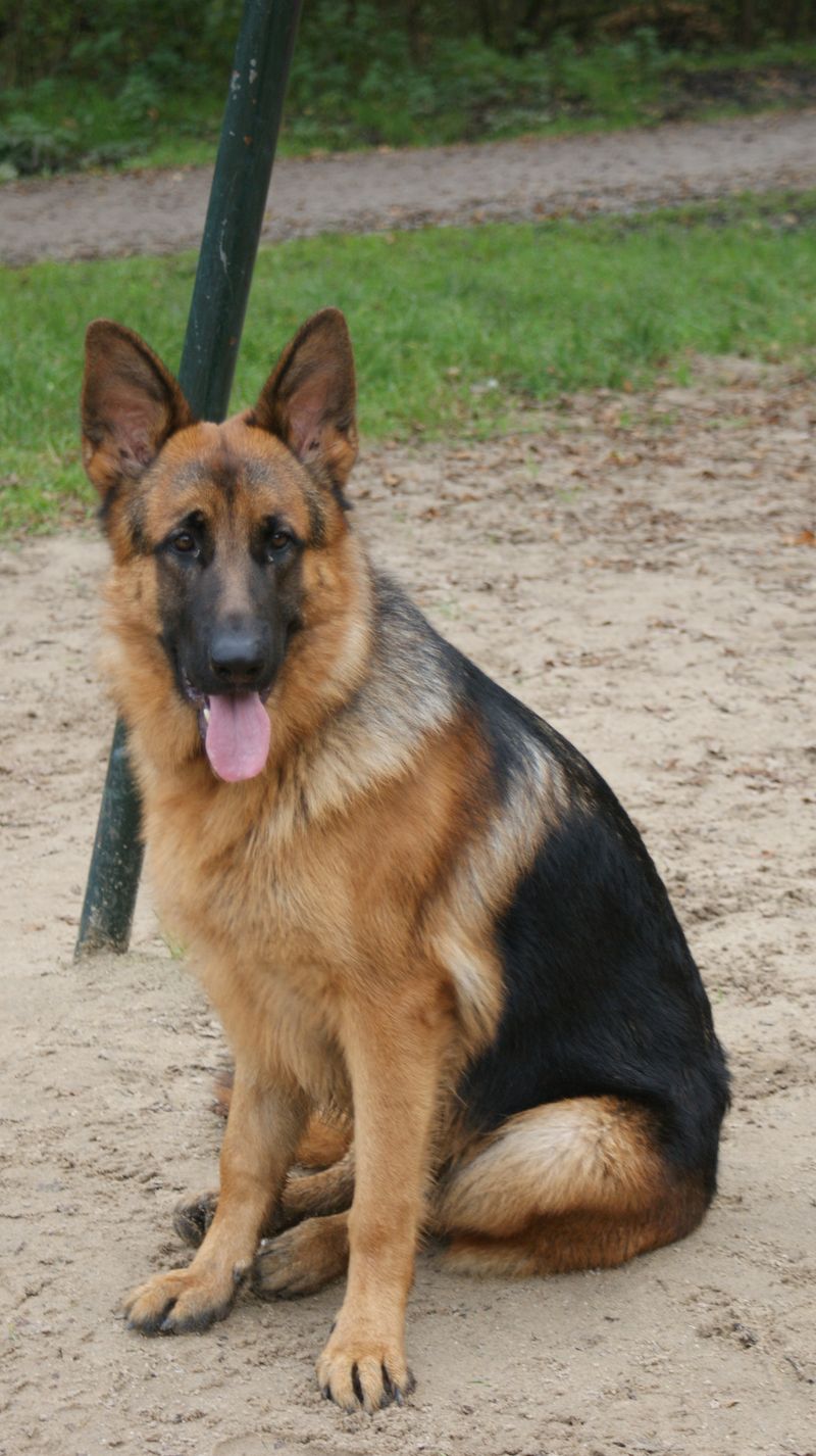 German Shepherd Dog