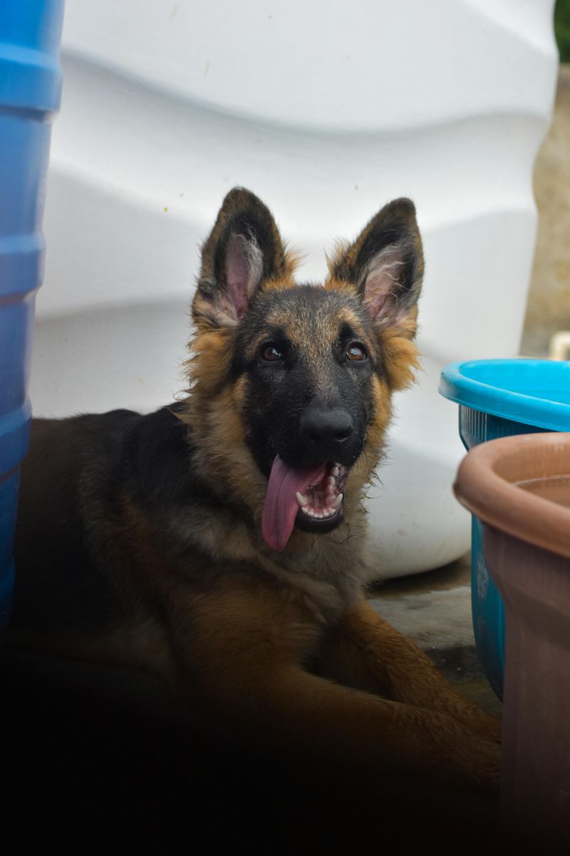 German Shepherd