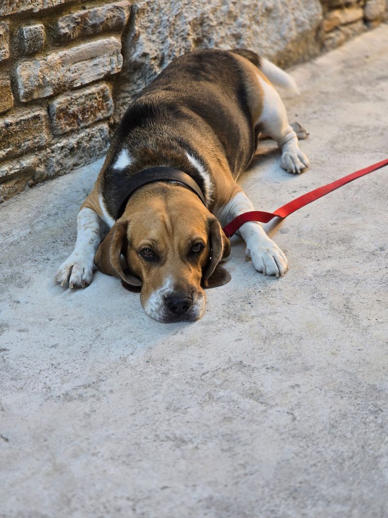 11 dog breeds that can make you wish you'd asked ten more questions before saying yes 5 Beagle
