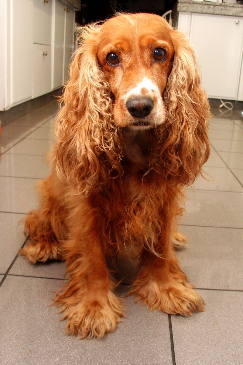 These dog breeds quietly become the heart of countless households 8 English Cocker Spaniel