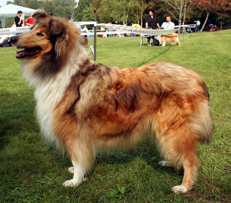 Collie