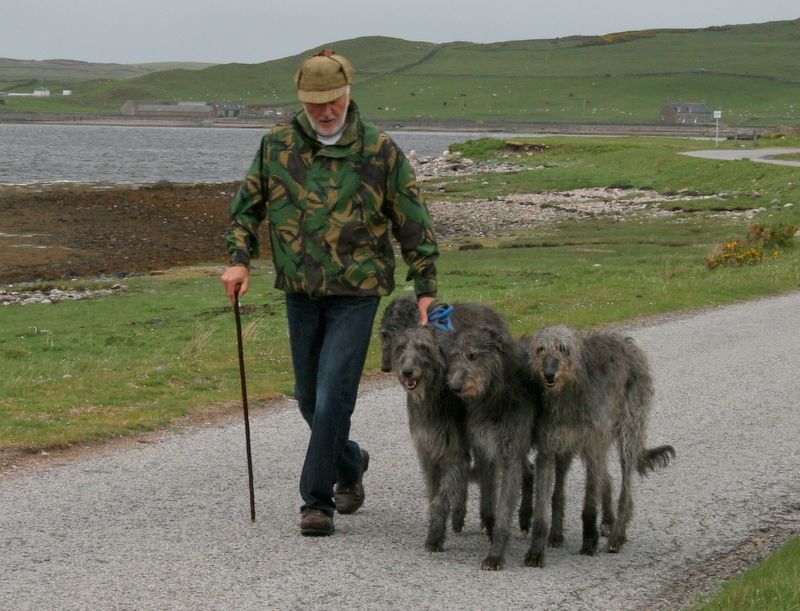 Scottish Deerhound