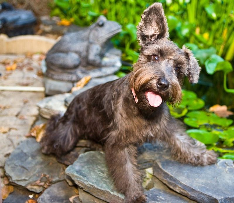 20 Dog Breeds Known for Their Curious and Inquisitive Nature 12 Miniature Schnauzer