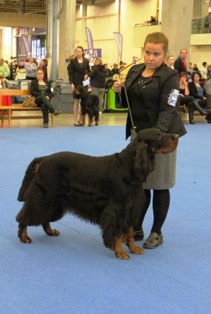 Gordon Setter