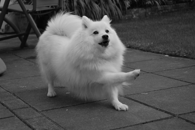 26 Dog Breeds Famous for Their Pure White Coats 8 Japanese Spitz