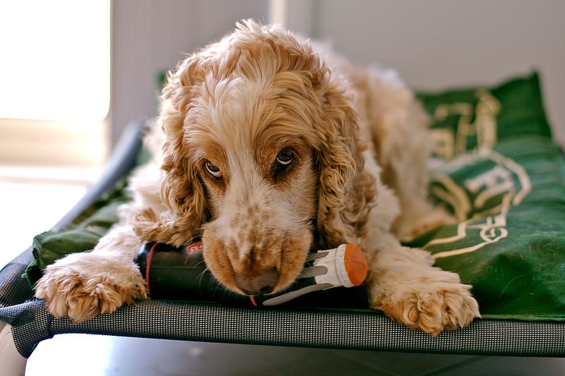 16 breeds that get weirdly competitive over toys 17 Cocker Spaniel