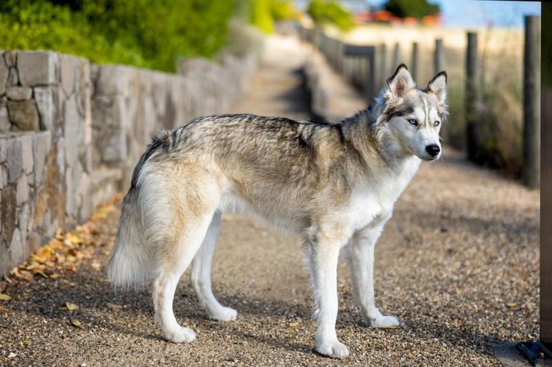 Siberian Husky
