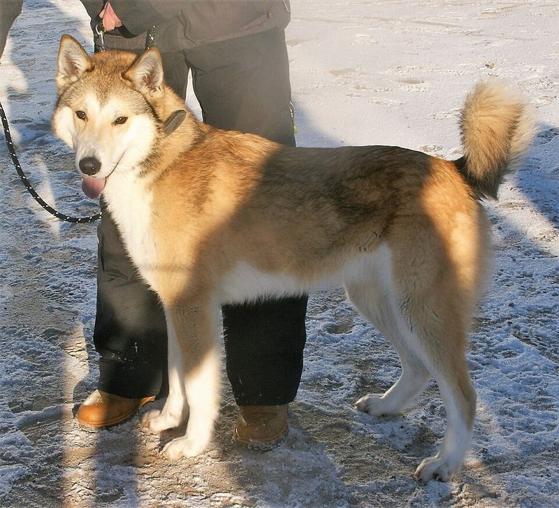 12 breathtaking northern dog breeds with looks straight out of the wilderness 13 East Siberian Laika