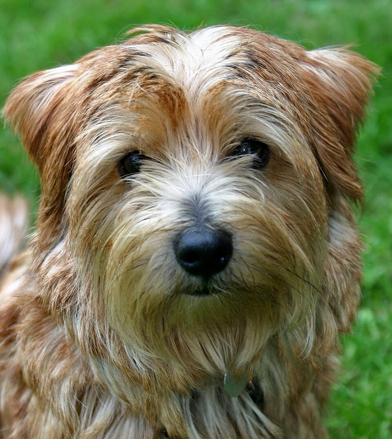 25 Small Dog Breeds Beginners Can Confidently Handle 24 Norfolk Terrier