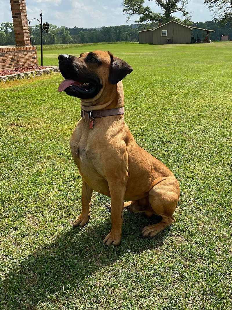 Dirt roads, open fields, and hard work suit these 13 dog breeds perfectly - plus 3 modern rural stars 14 Black Mouth Cur