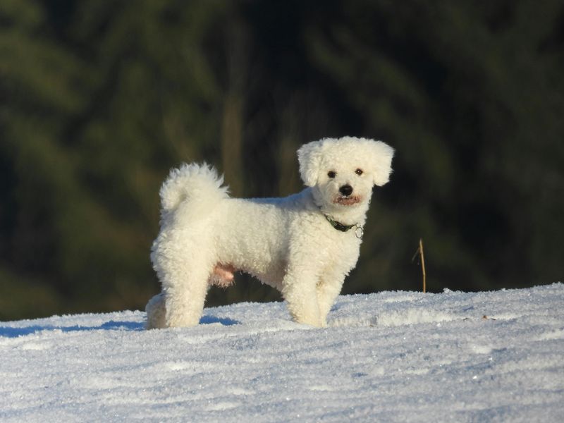 Bichon Frise