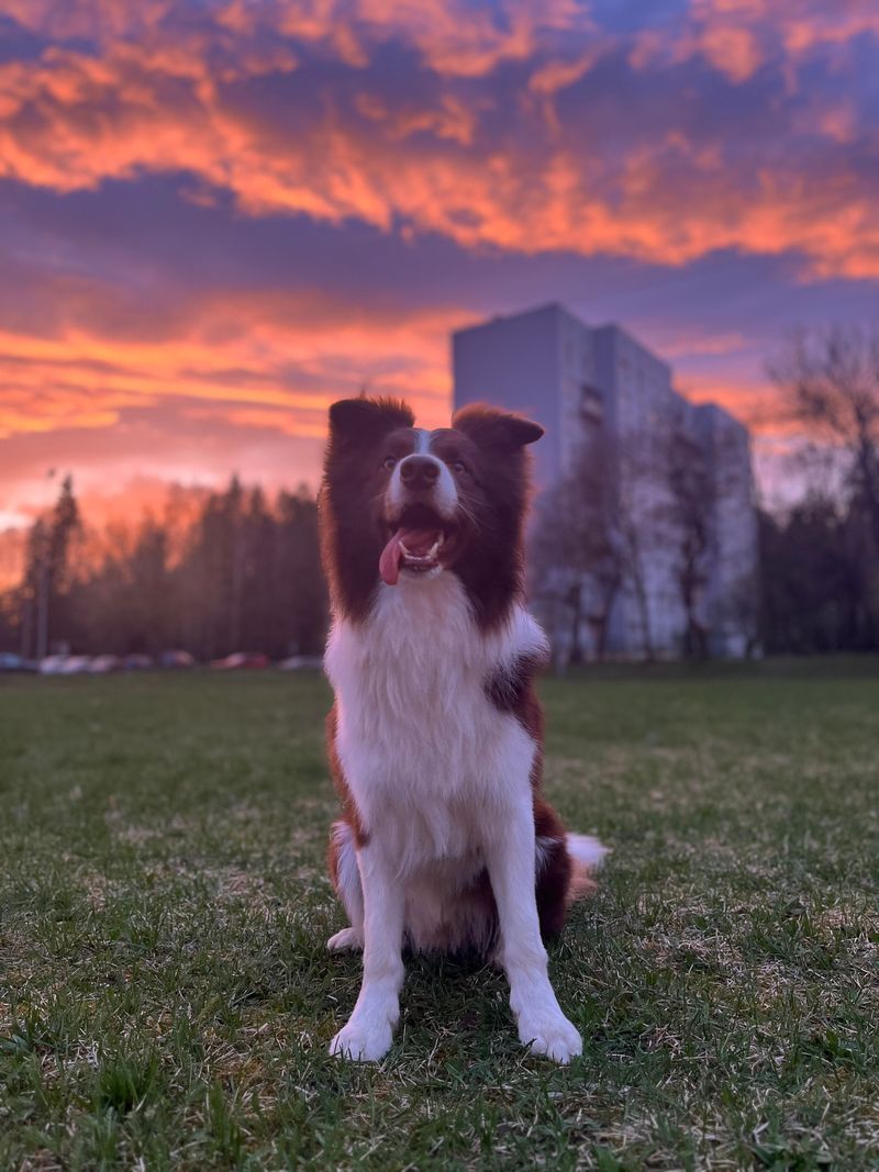 11 dog breeds that don't need louder owners – they need clearer ones 3 Border Collie