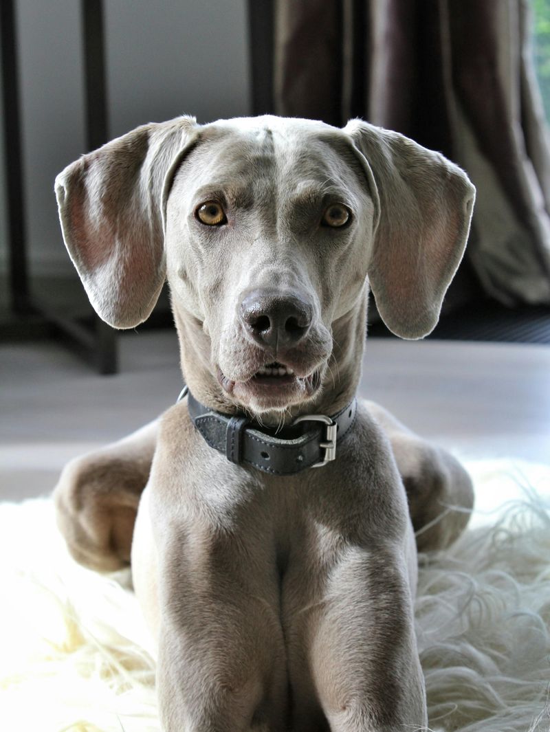 Research Reveals 25 Dog Breeds with the Shortest Average Lifespans — and Why 26 Weimaraner
