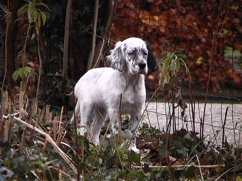 These dog breeds rarely let excitement dictate their decisions 10 English Setter