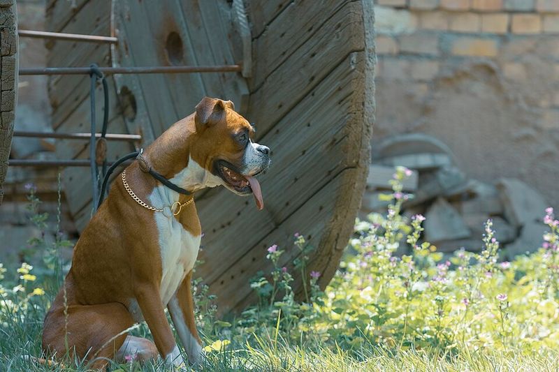 Boxer