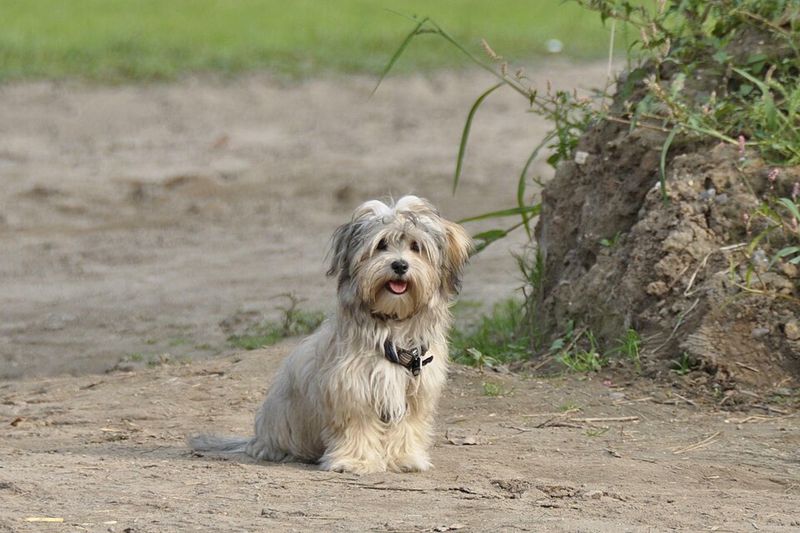 Some dog breeds seem to comfort people naturally without being taught 6 Havanese