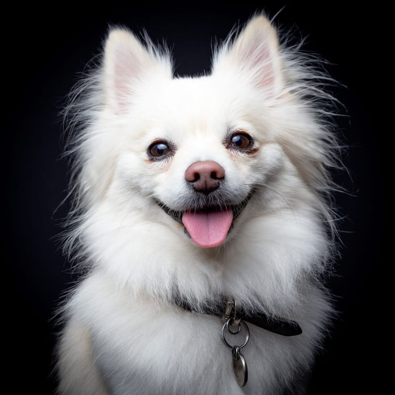 Generally healthy with a lifespan of 12–15 years