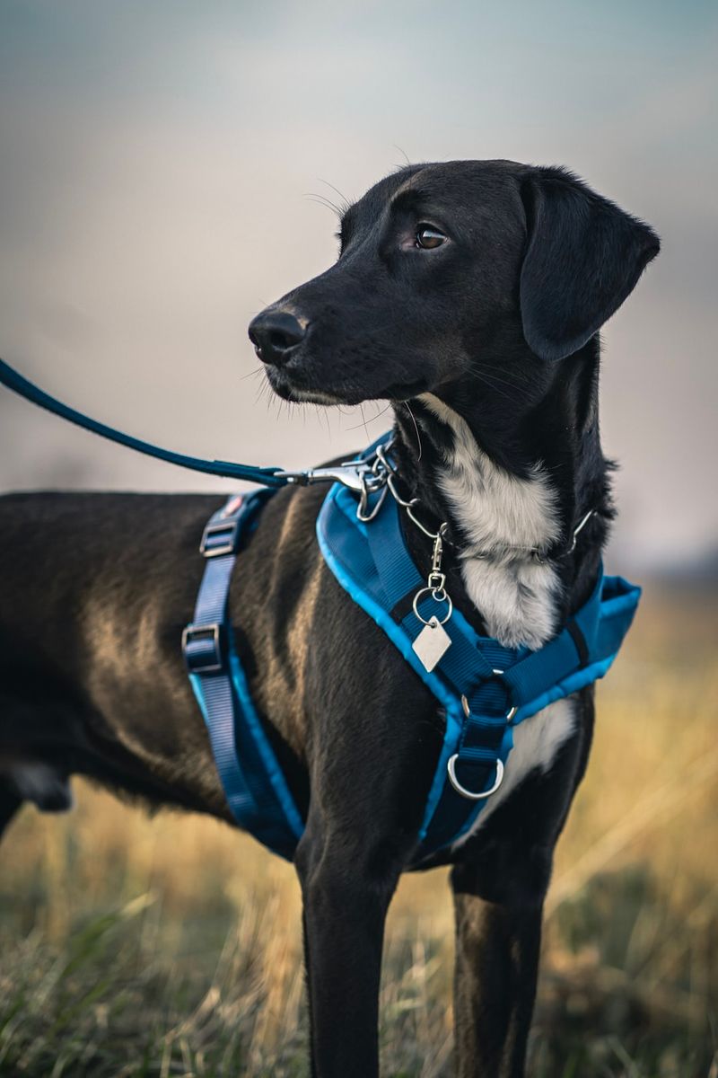 Safer Alternative: Harness Leash Combo