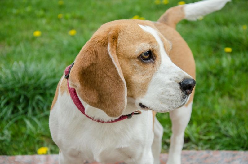 17 Dog Breeds That Are Surprisingly Difficult to Train 8 Beagle