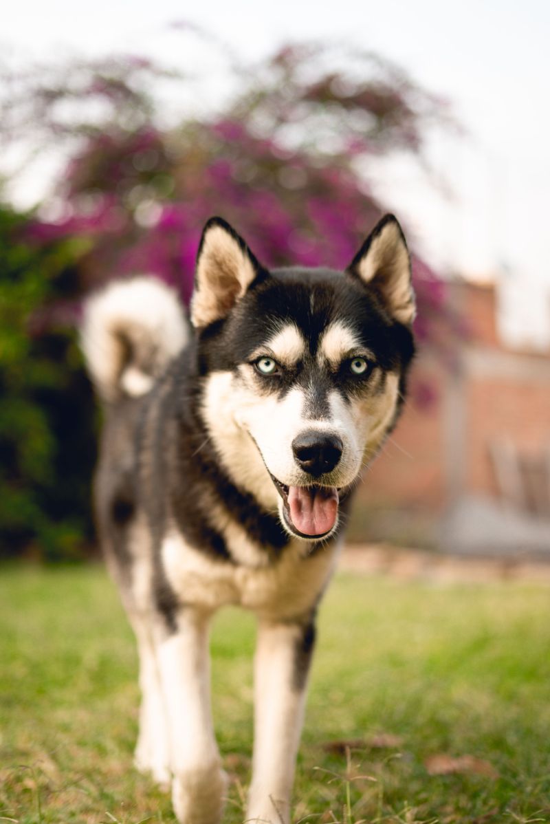 These 11 breeds often become more confident and relaxed with a canine companion 8 Siberian Husky