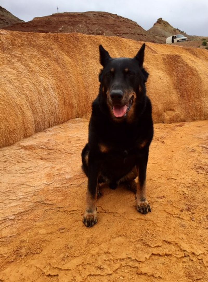 Keeping these dog breeds fulfilled means challenging both their muscles and their minds 8 Beauceron