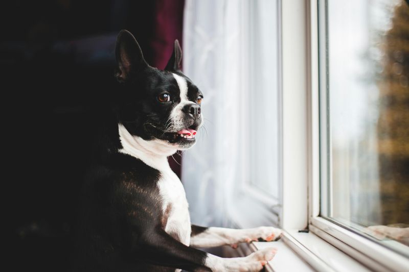 15 Dog Types That Are Happiest Living In Small Apartments 3 Boston Terrier