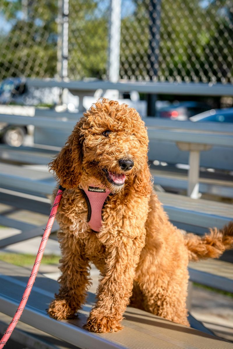 Goldendoodle