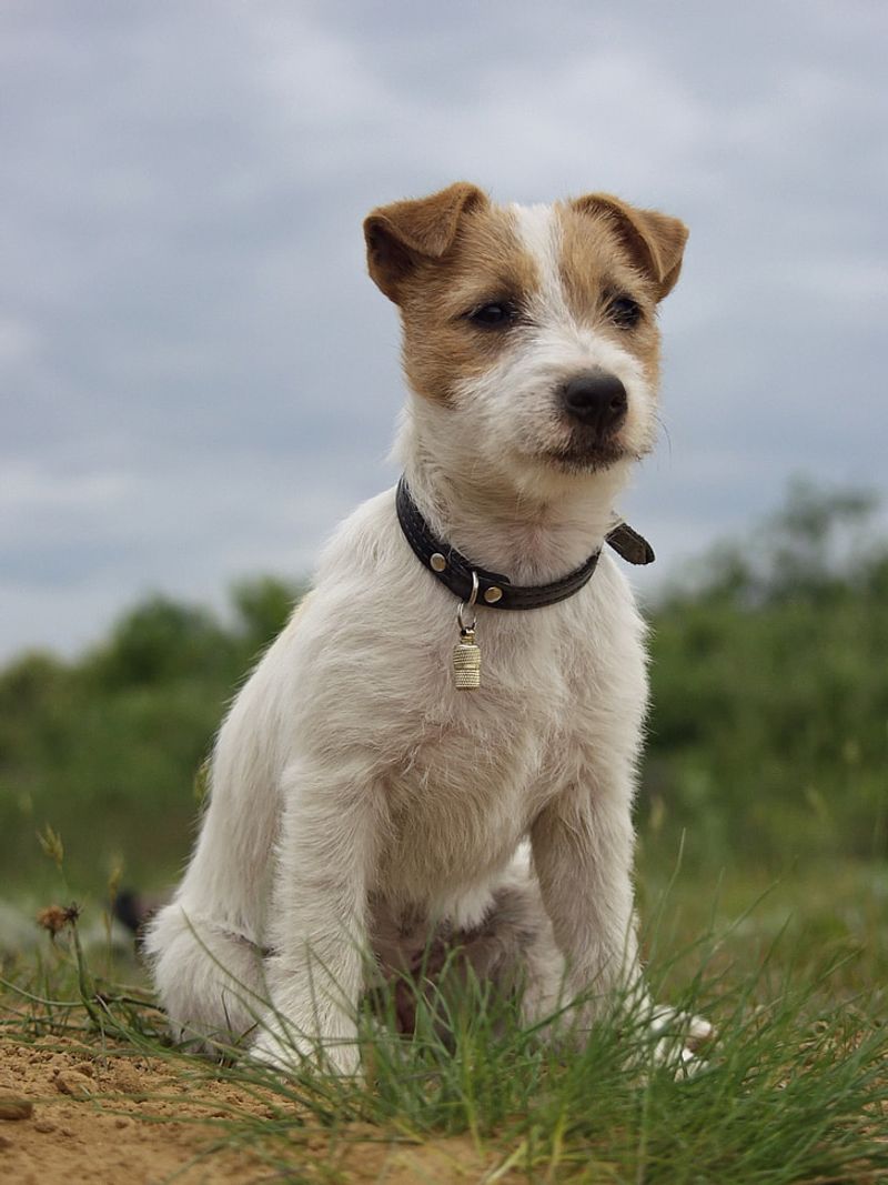Parson Russell Terrier
