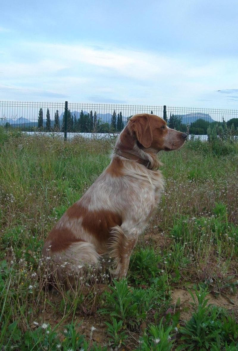 11 medium-sized dog breeds that handle busy family life beautifully 5 Brittany