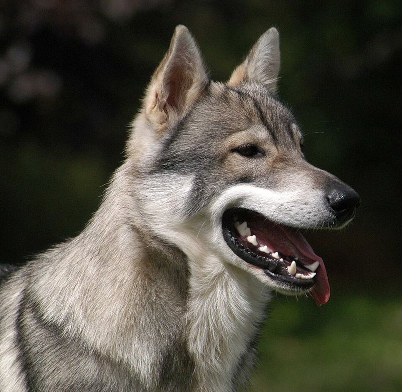 25 Dog Breeds with the Closest Genetic Ancestry to Wolves 13 Tamaskan