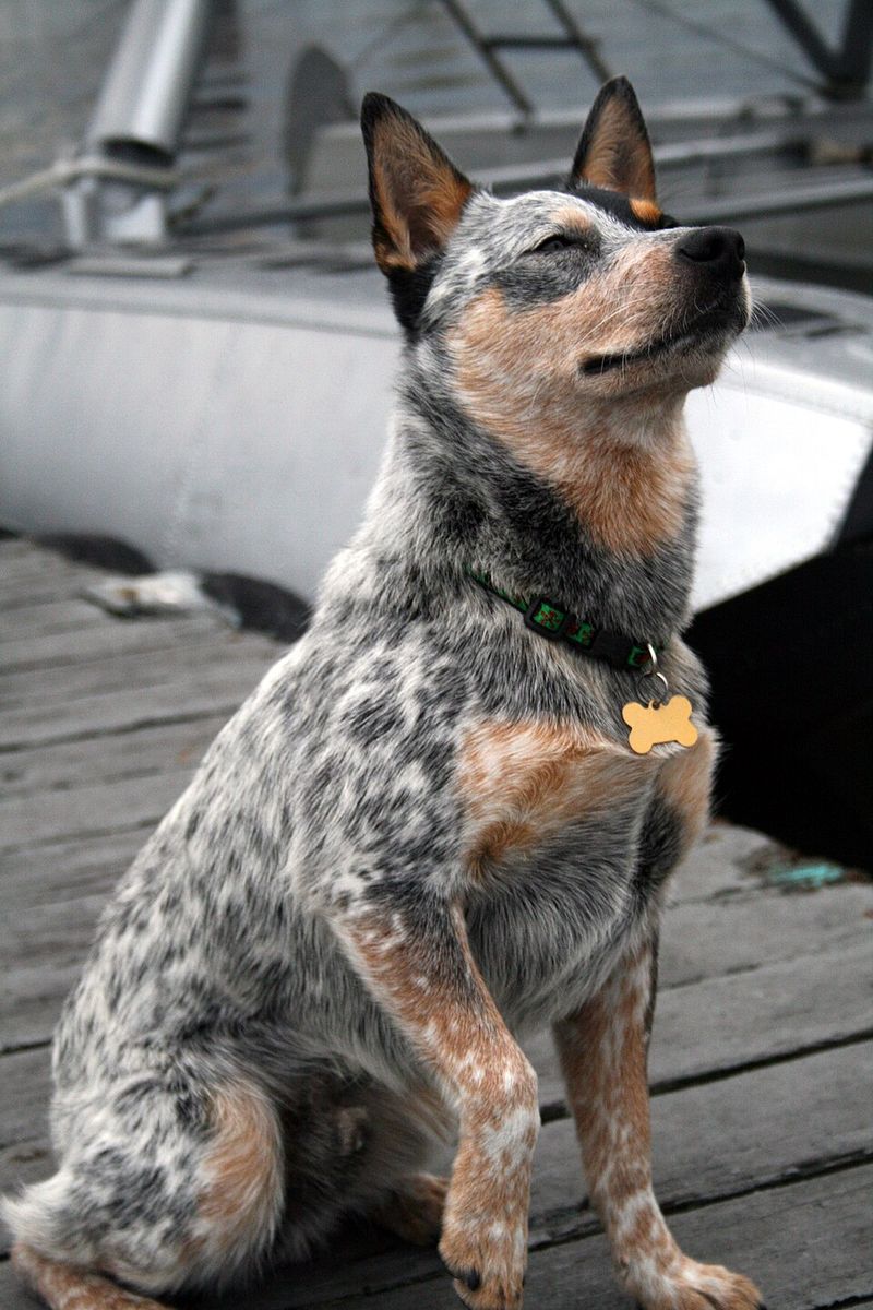 19 dog breeds that have origins tied to extremely specific jobs most people rarely think about 8 Australian Cattle Dog