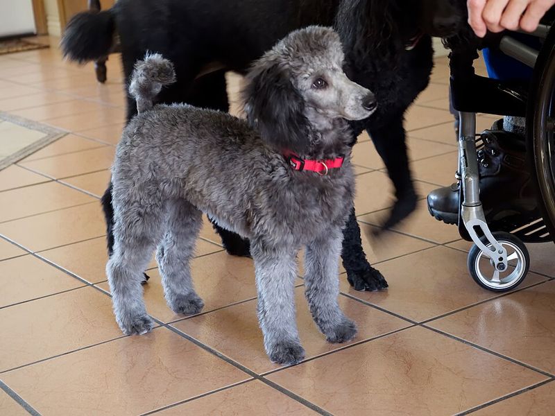 13 Dog Breeds That Often Struggle With Anal Gland Issues (And What Owners Miss) 4 Miniature Poodle