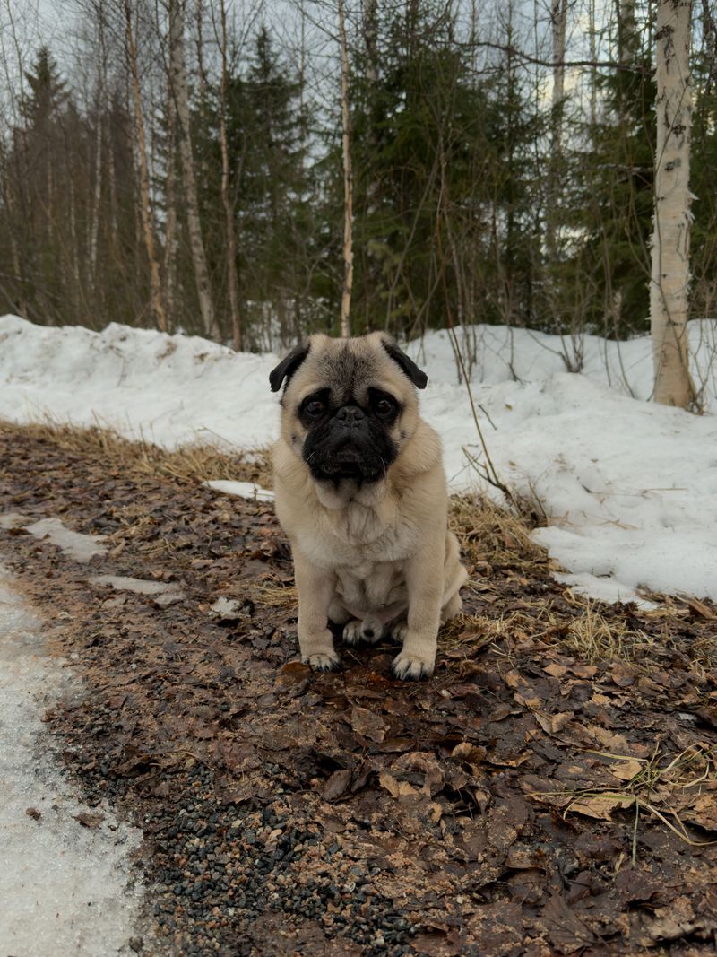 11 breeds that offer a more manageable introduction to dog ownership - plus 2 that demand greater experience 4 Pug: Small Clown, Big Heart