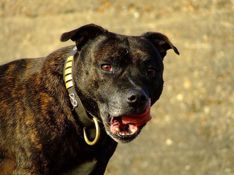 Staffordshire Bull Terrier