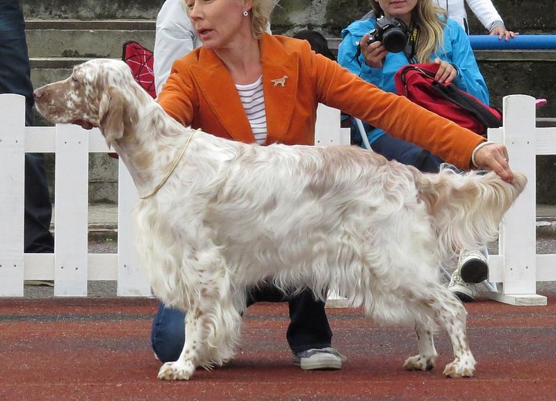 English Setter