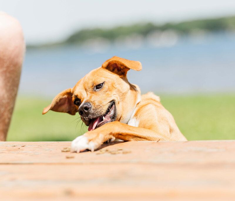 11 Small Training Changes That Make Dogs Calm Down Faster 10 Practicing Calm Skills When Nothing Is Happening