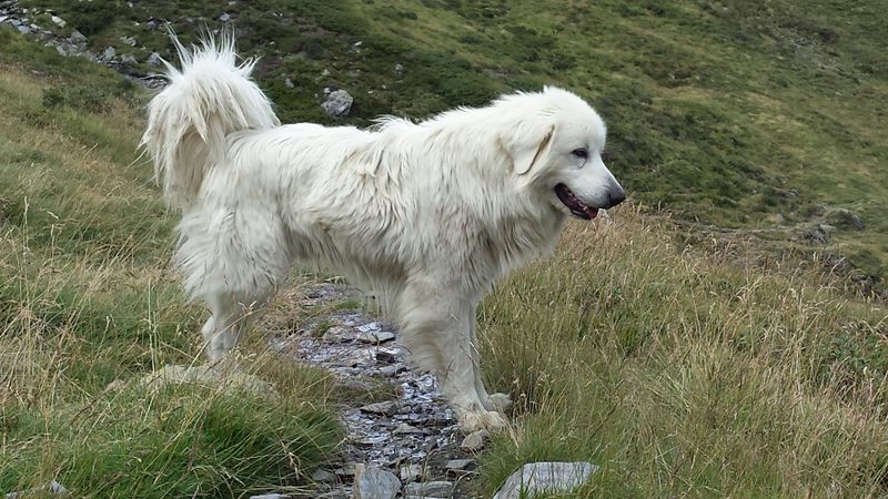27 High-Maintenance Dog Breeds That Can Test Even Experienced Owners 28 Pyrenean Mountain Dog
