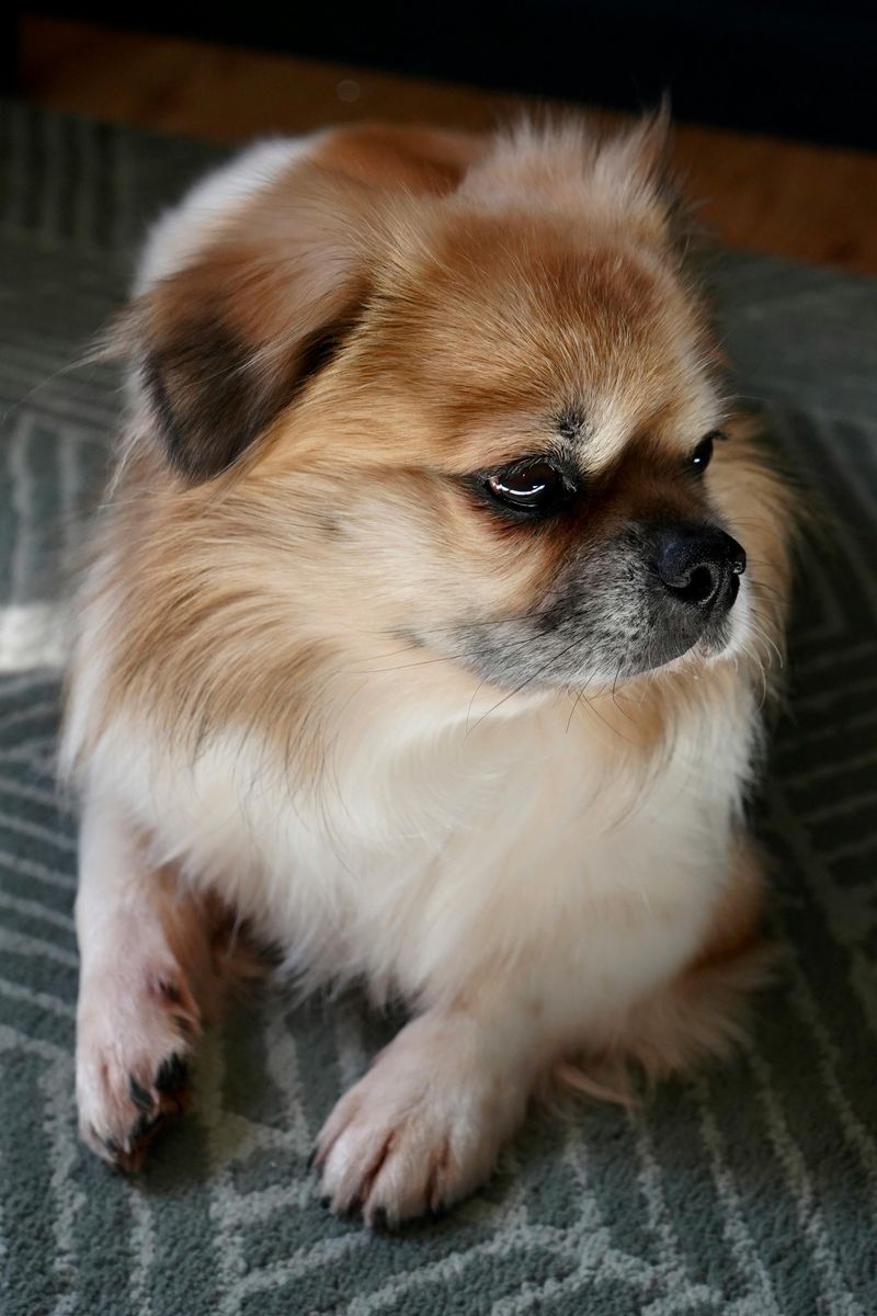 Pekingese