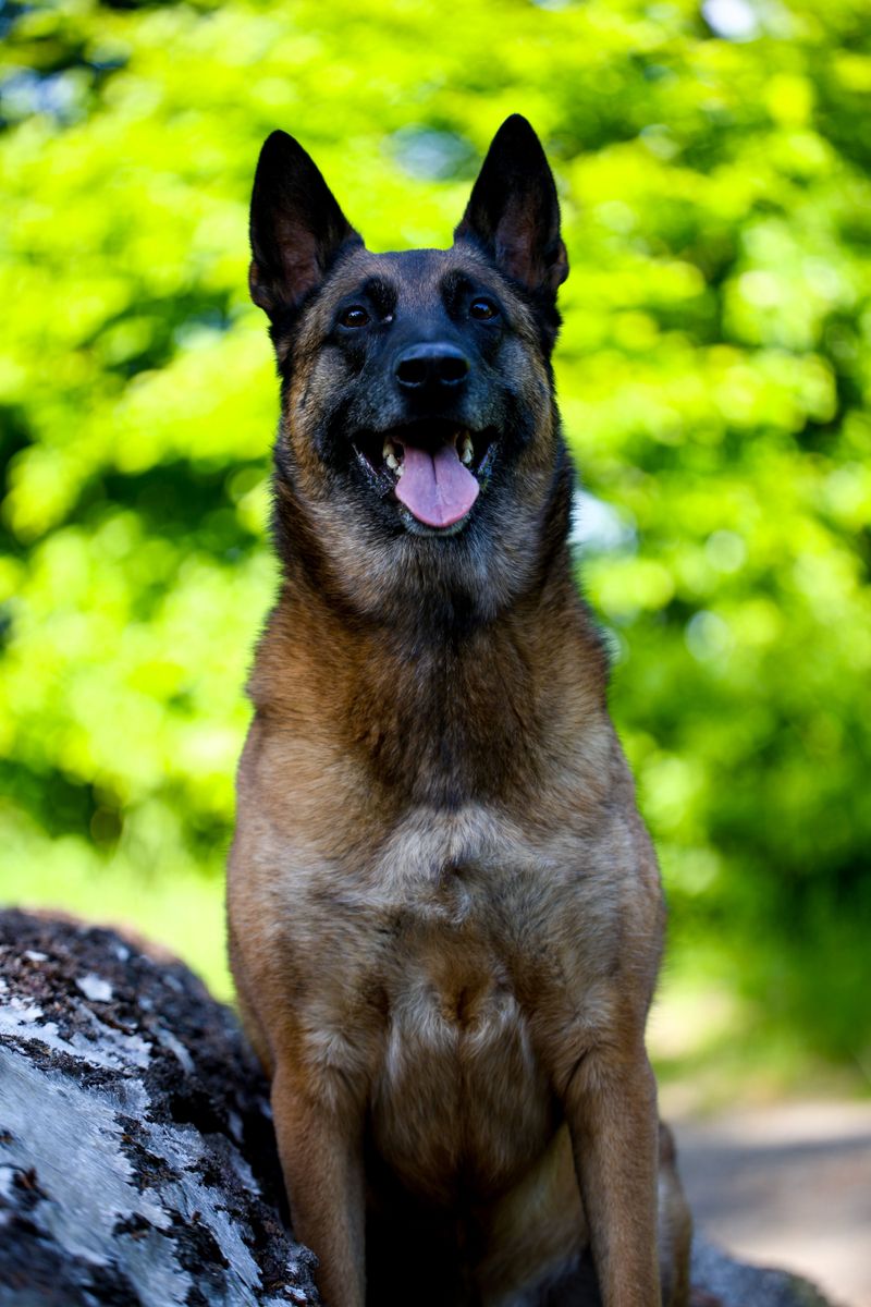 The way these 12 dog breeds handle strangers may completely change the breed you choose 12 Belgian Malinois